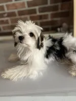 Little Keith the Morkie, a male Morkie for sale in Hillsboro, TN – 2 of 10