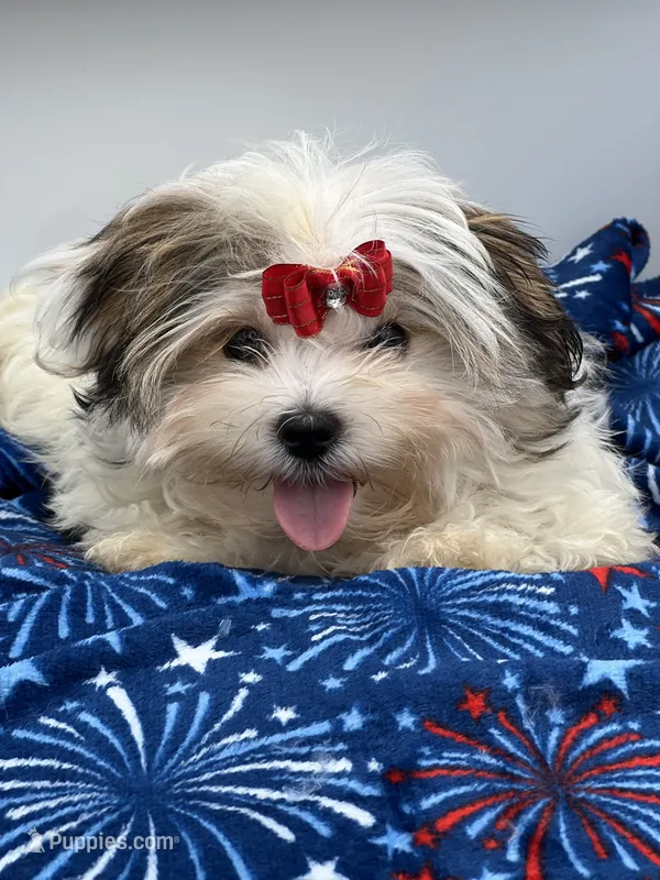 Little Keith the Morkie – Morkie puppy for sale in Manchester, TN