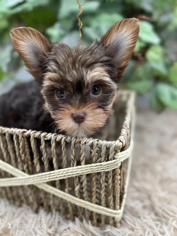 AKC Shannon the Yorkie – Yorkshire Terrier puppy for sale in Manchester, TN