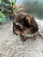 AKC Shannon the Yorkie, a female Yorkshire Terrier for sale in Manchester, TN – 6 of 10