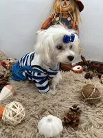 Little Max the Korean Maltese, a male Maltese for sale in Hillsboro, TN – 3 of 10