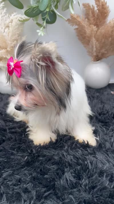 Little Ivy the Morkie, a female Morkie for sale in Hillsboro, TN – 9 of 10