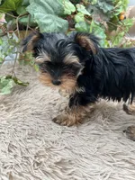 AKC Honey the European Yorkie, a female Yorkshire Terrier for sale in Manchester, TN – 3 of 6