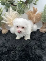 Little Max the Korean Maltese, a male Maltese for sale in Hillsboro, TN – 5 of 6
