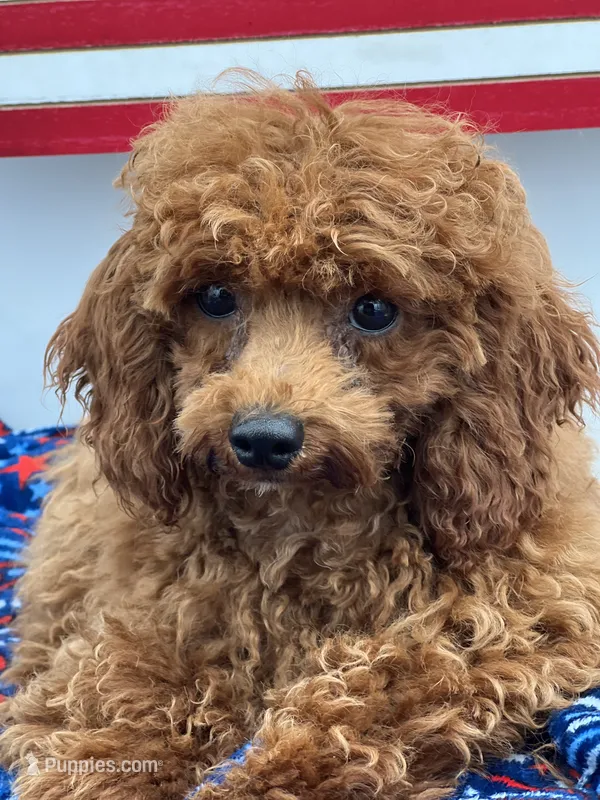 Chen – Poodle - Toy  puppy for sale in Manchester, TN