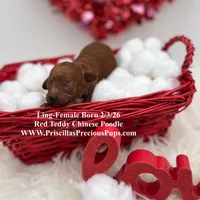 Ling, a female Poodle - Toy  for sale in Manchester, TN – Photo 2 of 4