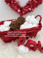 Ling, a female Poodle - Toy  for sale in Manchester, TN – Photo 2 of 4