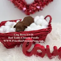 Ling, a female Poodle - Toy  for sale in Manchester, TN – Photo 1 of 4