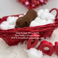 Ling, a female Poodle - Toy  for sale in Manchester, TN – Photo 3 of 4