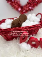 Ling, a female Poodle - Toy  for sale in Manchester, TN – Photo 3 of 4