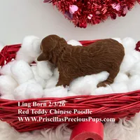 Ling, a female Poodle - Toy  for sale in Manchester, TN – Photo 4 of 4