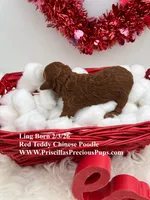 Ling, a female Poodle - Toy  for sale in Manchester, TN – Photo 4 of 4