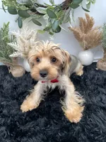 AKC Roc the Yorkie, a male Yorkshire Terrier for sale in Hillsboro, TN – 3 of 10