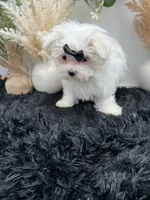 Little Missy the Korean Maltese $3000, a female Maltese for sale in Hillsboro, TN – 3 of 8