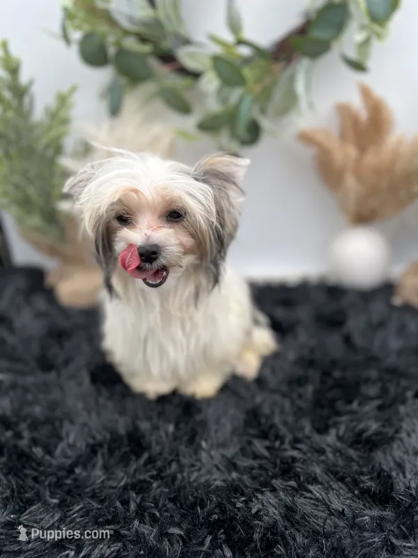 Iris the tiny Morkie – Morkie puppy for sale in Hillsboro, TN