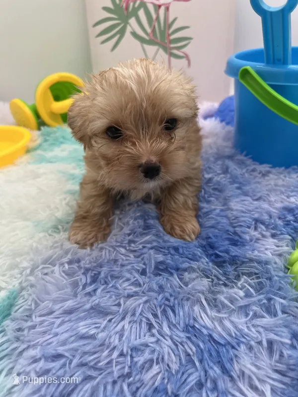 Little Jake the Golddust Yorkie – Yorkshire Terrier puppy for sale in Manchester, TN