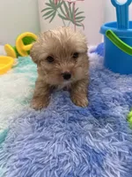 Little Jake the Golddust Yorkie, a male Yorkshire Terrier for sale in Manchester, TN – 1 of 6