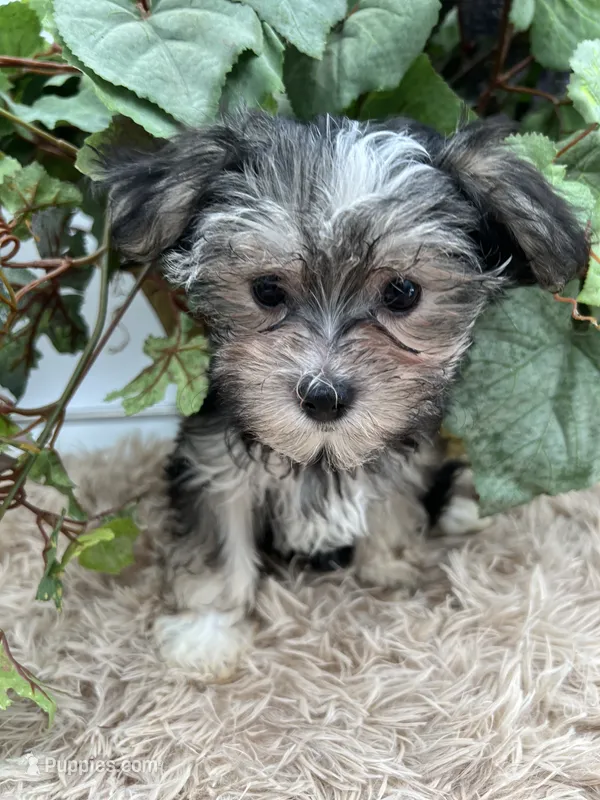 Holly the little Morkie – Morkie puppy for sale in Manchester, TN