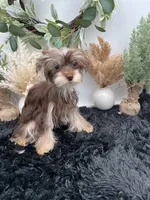 AKC Claire the Yorkie, a female Yorkshire Terrier for sale in Hillsboro, TN – 2 of 10