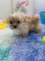 Ellie the Golddust Yorkie , a female Yorkshire Terrier for sale in Manchester, TN – 1 of 9