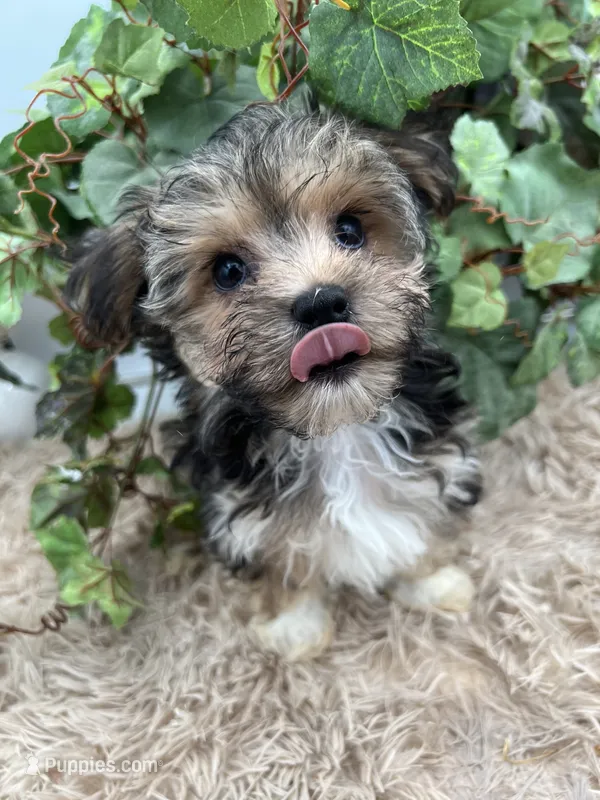 Little Aspen the Morkie – Morkie puppy for sale in Manchester, TN