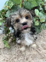 Little Aspen the Morkie, a male Morkie for sale in Manchester, TN – 1 of 9