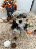 Mick, a male Morkie for sale in Hillsboro, TN – 3 of 10