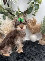 AKC Claire the Yorkie, a female Yorkshire Terrier for sale in Hillsboro, TN – 4 of 10