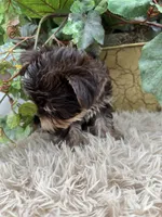 AKC Claire the Yorkie, a female Yorkshire Terrier for sale in Manchester, TN – 4 of 7