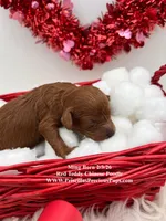 Ming, a female Poodle - Toy  for sale in Manchester, TN – Photo 3 of 3