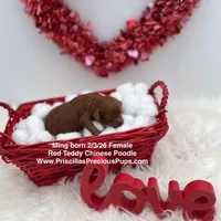 Ming, a female Poodle - Toy  for sale in Manchester, TN – Photo 1 of 3