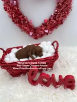 Ming, a female Poodle - Toy  for sale in Manchester, TN – Photo 1 of 3