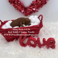 Ming, a female Poodle - Toy  for sale in Manchester, TN – Photo 2 of 3