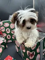 Diamond, a female Yorkshire Terrier for sale in Manchester, TN – Photo 6 of 10