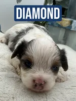 Diamond, a female Yorkshire Terrier for sale in Manchester, TN – Photo 8 of 10