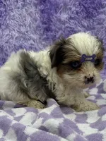 Diamond, a female Yorkshire Terrier for sale in Manchester, TN – Photo 10 of 10