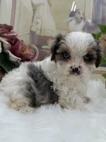 Diamond, a female Yorkshire Terrier for sale in Manchester, TN – Photo 3 of 10