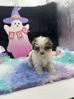 Diamond, a female Yorkshire Terrier for sale in Manchester, TN – Photo 9 of 10