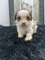 Diamond, a female Yorkshire Terrier for sale in Manchester, TN – Photo 7 of 10