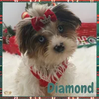 Diamond, a female Yorkshire Terrier for sale in Manchester, TN – Photo 2 of 10