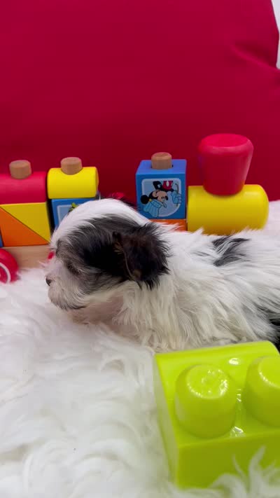 Iris the tiny Morkie, a female Morkie for sale in Manchester, TN – 7 of 7