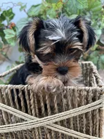 AKC Sham the Yorkie, a male Yorkshire Terrier for sale in Manchester, TN – 4 of 7