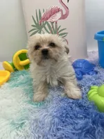 Lexi the tiny Golddust Yorkie, a female Yorkshire Terrier for sale in Manchester, TN – 7 of 8