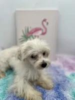 Charlie, a male Morkie for sale in Hillsboro, TN – 2 of 8