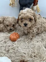 Yang the tiny Maltipoo, a female Maltipoo for sale in Hillsboro, TN – 5 of 10