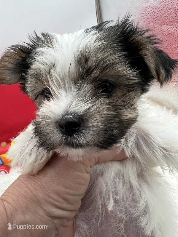 Little Daffey the Morkie – Morkie puppy for sale in Manchester, TN