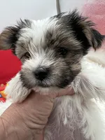 Little Daffey the Morkie, a female Morkie for sale in Manchester, TN – 1 of 8