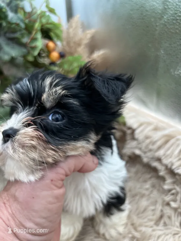 AKC Norah the parti Yorkie – Yorkshire Terrier puppy for sale in Manchester, TN