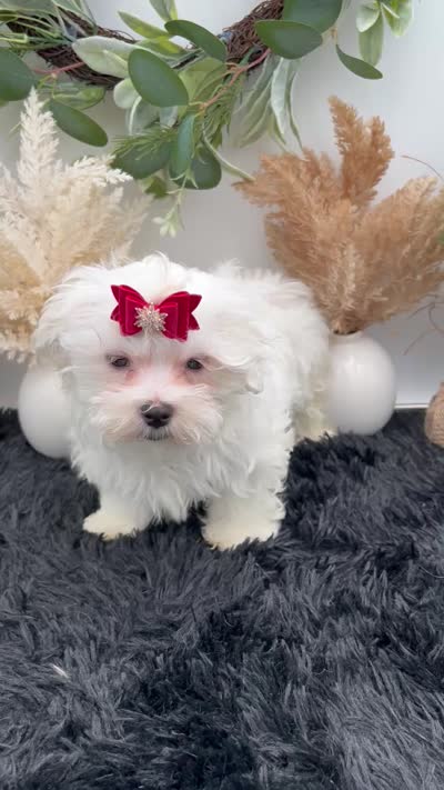 Little Max the Korean Maltese, a male Maltese for sale in Hillsboro, TN – 6 of 6