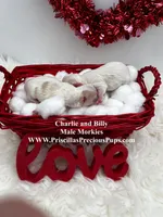 Billy, a male Morkie for sale in Manchester, TN – Photo 4 of 4